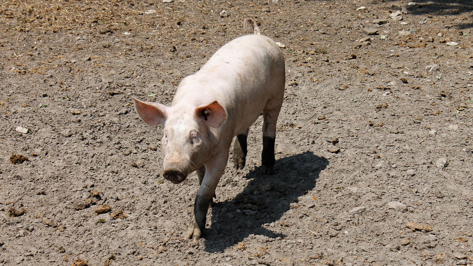Schwein
