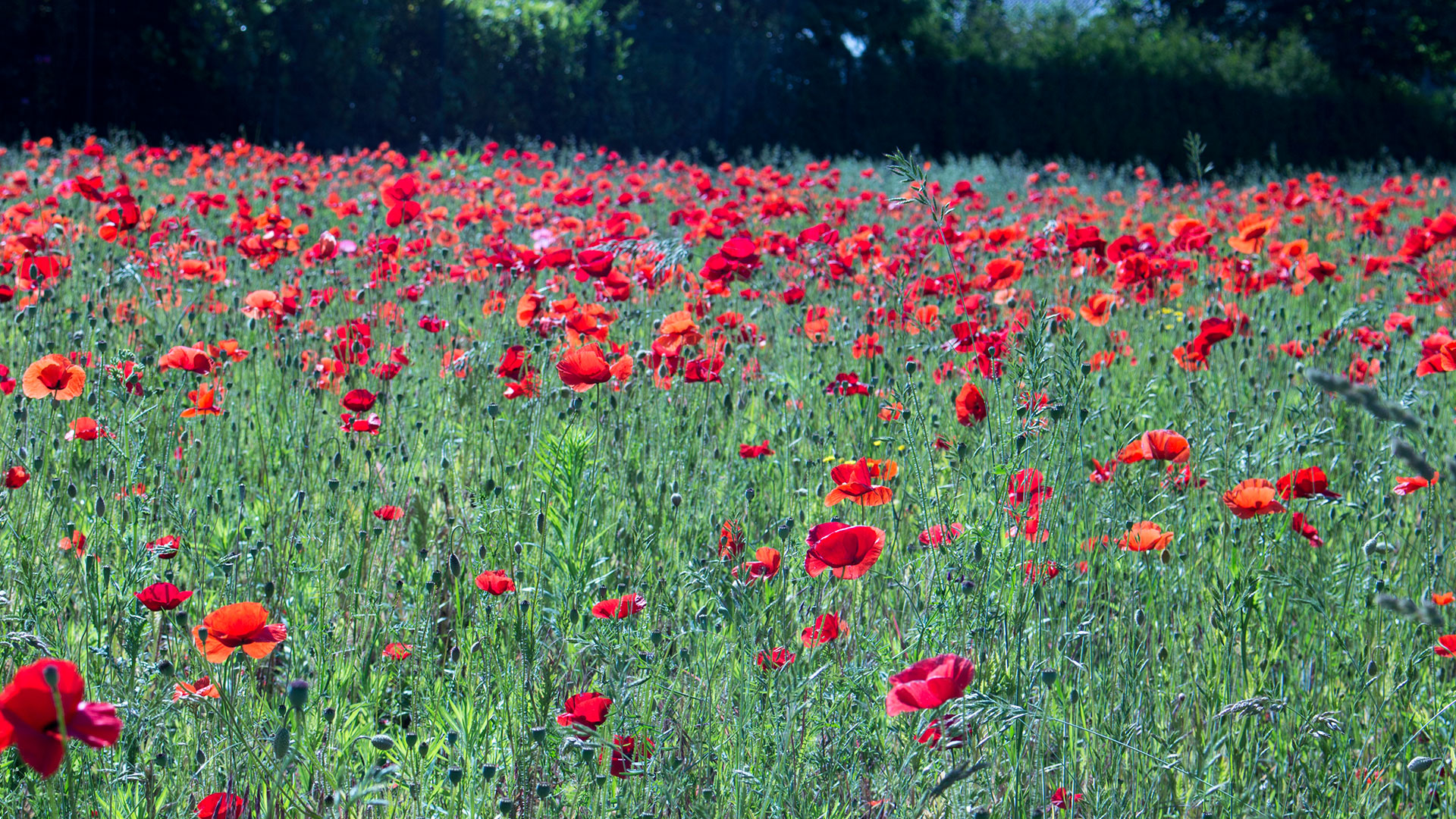 mohn